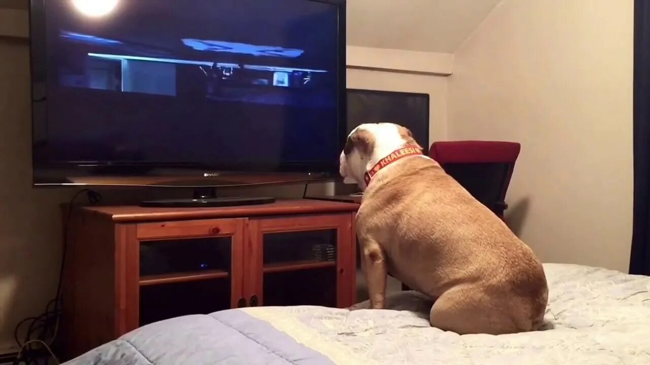 Собака и телевизор. Собака перед телевизором. Собака смотрит телевизор.