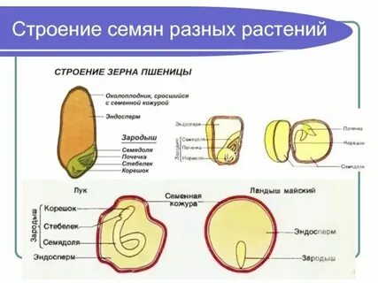 Зародыш семени однодольных и двудольных