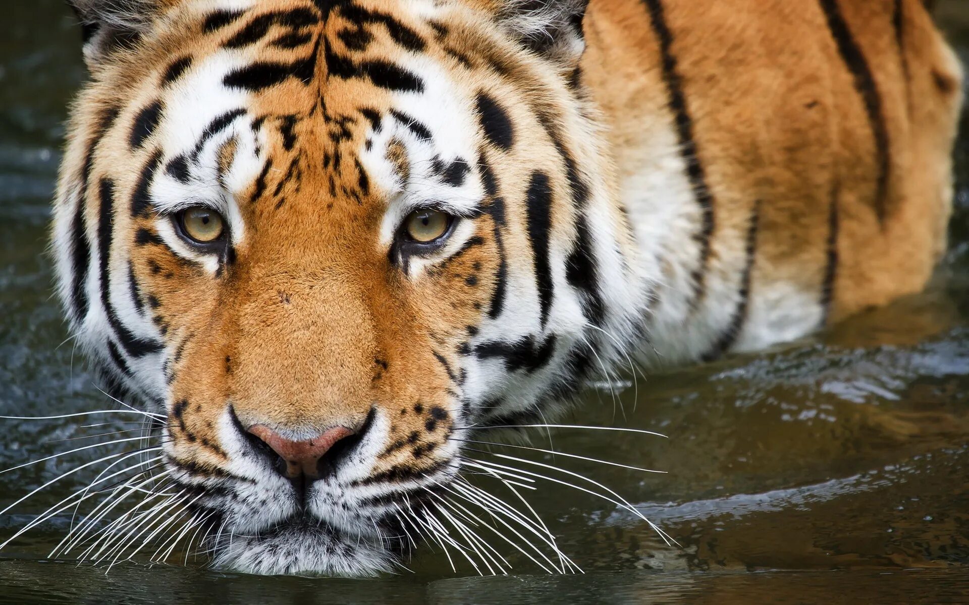 Картинки на экран красивые большие. Тигр картинки. Взгляд тигра. Обои на телефон тигр. Красота животных.