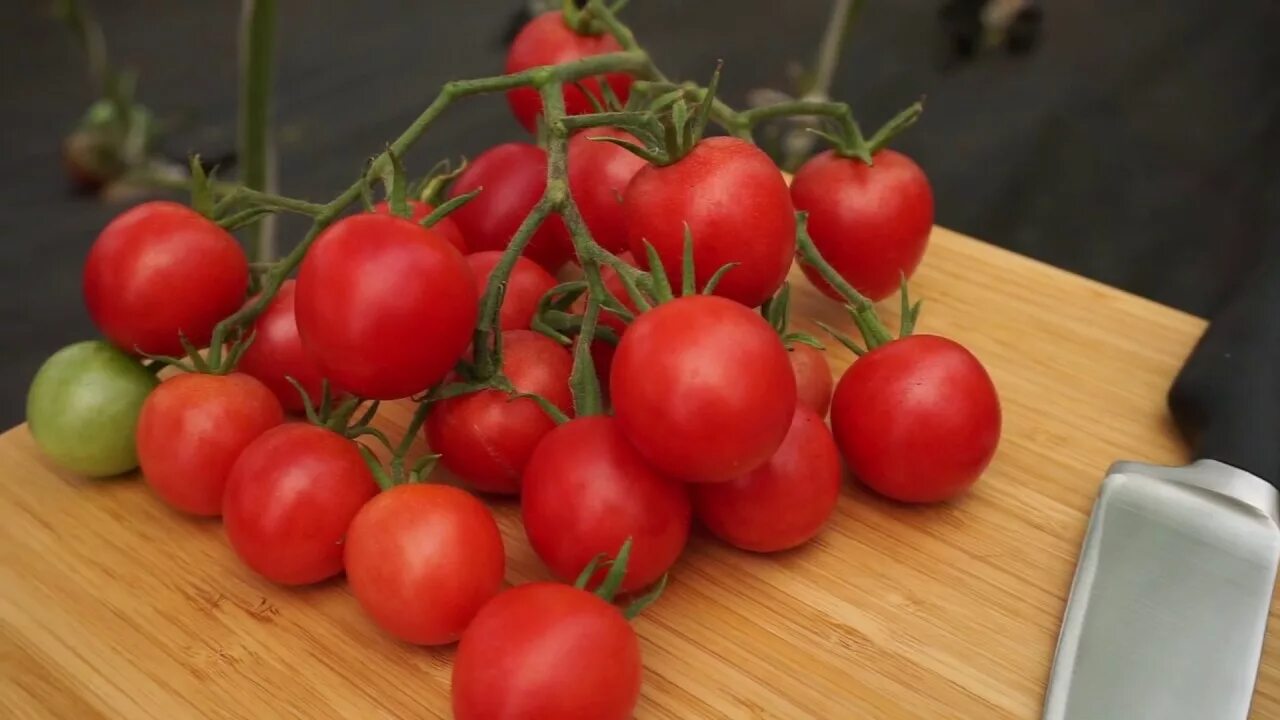 Сорт томатов любовь