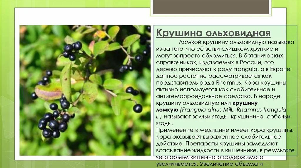 Крушина ягоды съедобные или нет. Крушина ягоды съедобные или нет. Крушина ягоды съедобные или нет. Крушина ломкая волчья ягода. Волчья ягода крушина.