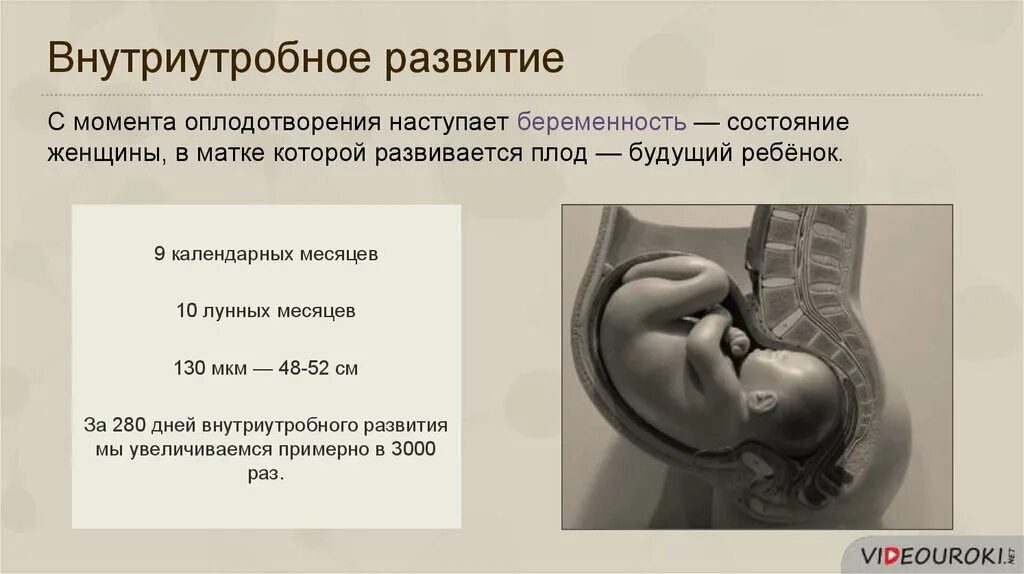 Развитие организма после рождения. Внутриутробный период развития ребенка. Внутриутробное развитие. Внутриутробное развитие плода. Периоды внутриутробного развития человека.