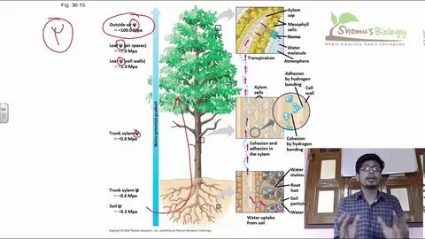 Plant physiology journal