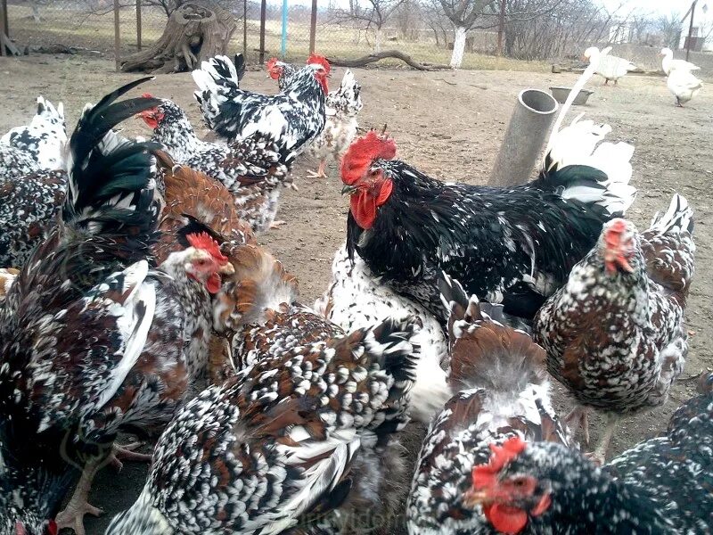 Ливенская порода. Австралорп чёрнопёстрый. Австралорп черно пестрый. Ливенская порода. Ливенские ситцевые куры.