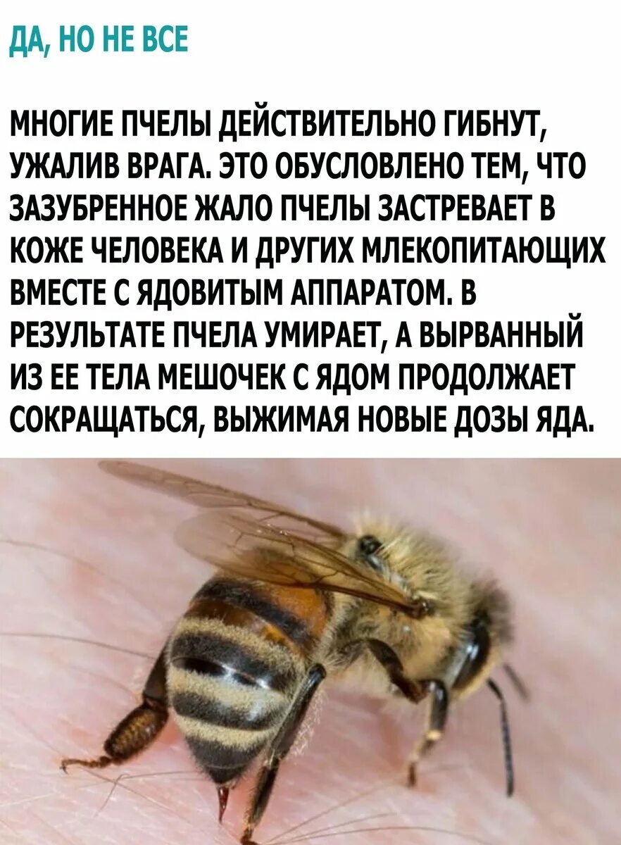 Пчела погибает после укуса. Сколько укусов пчел