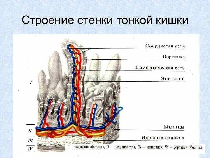 Каково строение тонкой кишки. Строение ворсинки тонкой кишки продольный разрез. Строение кишечной ворсинки физиология. Строение ворсинки тонкой кишки анатомия. Строение стенки тонкого кишечника анатомия.