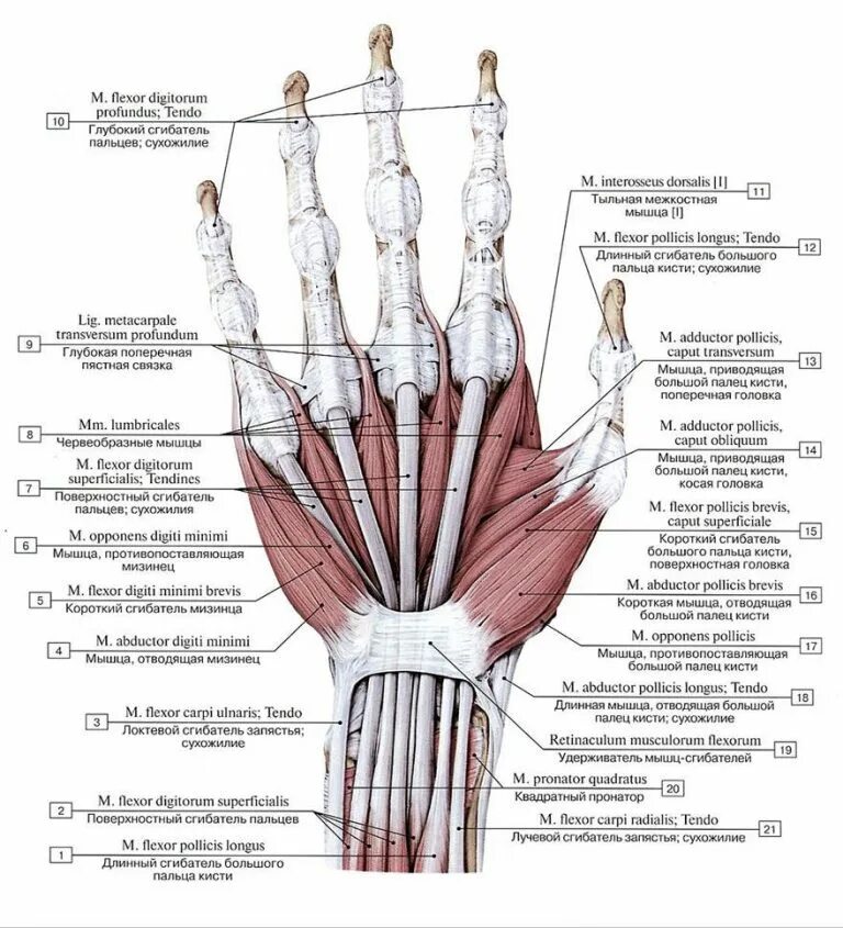 Сгибатели кисти. Мышцы кисти мышцы большого пальца и мизинца. Сухожилия сгибателей кисти анатомия. Длинный сгибатель мизинца кисти. Сухожилия сгибателей пальцев кисти.