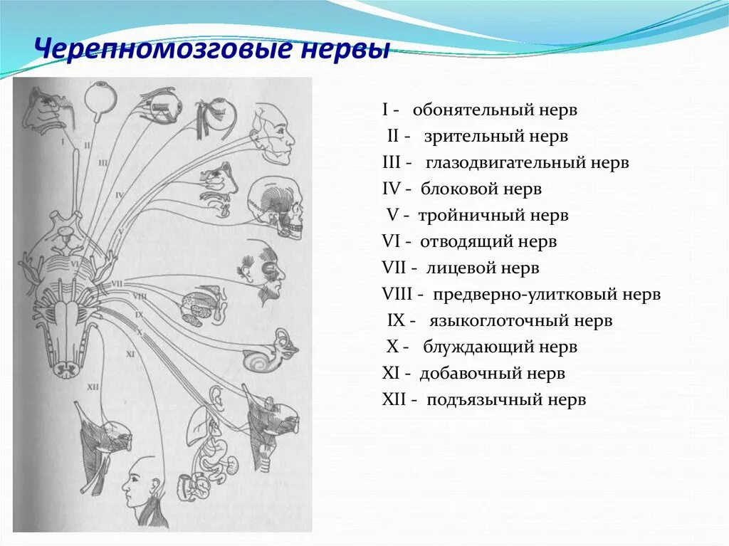 Черепные нервы схема. Черепно мозговые нервы зрительный нерв. Черепно мозговые нервы обонятельный нерв. Обонятельные и зрительные нервы. Строение черепных нервов обонятельный нерв.