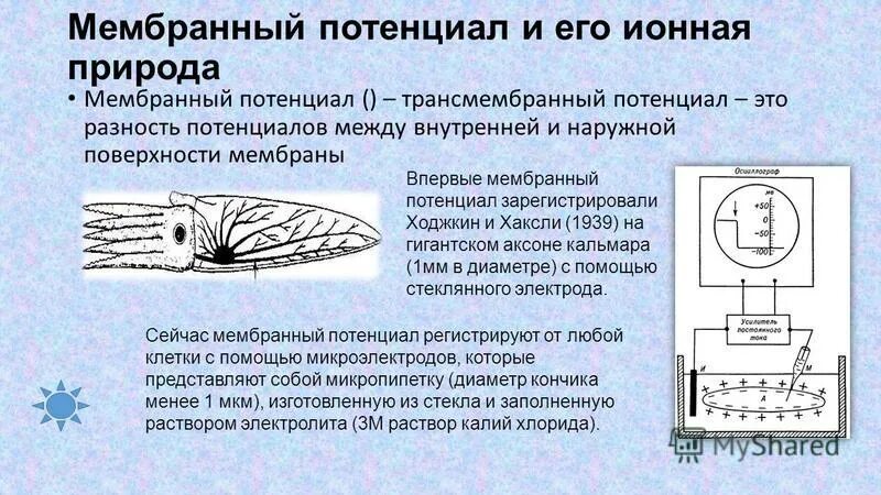 физиологическая роль мембранного потенциала покоя. мембранный потенциал мв. мембранный потенциал это разность потенциалов между. разность потенциалов на мембране клетки. мембранная разность потенциалов.