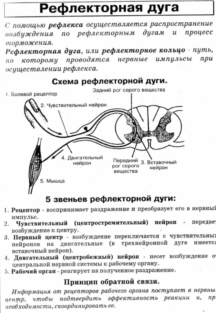 Рефлекторная дуга звенья рефлекторной дуги. 5 отделов рефлекторной дуги. Симпатическая рефлекторная дуга схема. Вегетативная рефлекторная дуга анатомия изранов. Проанализируйте таблицу рефлекторная дуга.