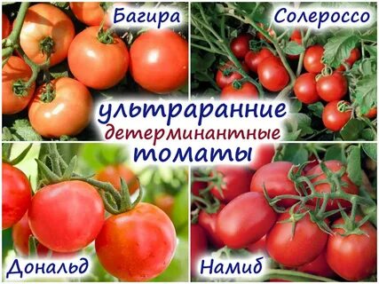 Томаты детерминантные лучшие сорта
