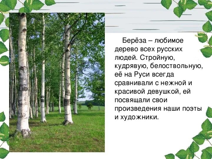 Тема мое любимое дерево. Рассказать о Березе. Описание березы. Рассказ о Березе. Презентация русская береза.
