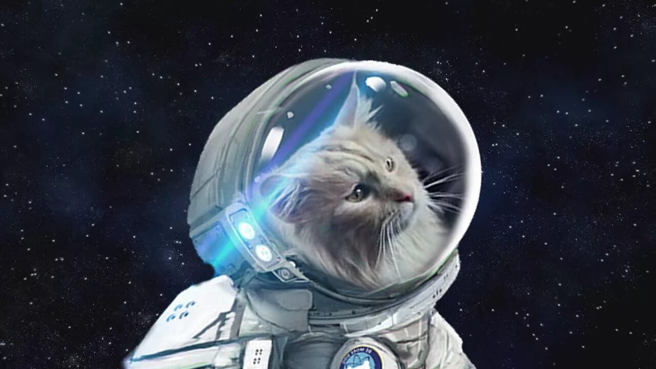 Котик космонавт. Космический кот. Кот в космосе. Котенок в космосе. 1 кошка в космосе