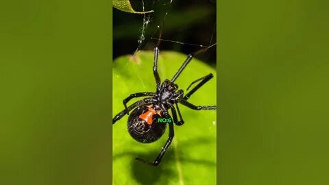 Анасының ұлына анальді секс жасағаны туралы порно видео