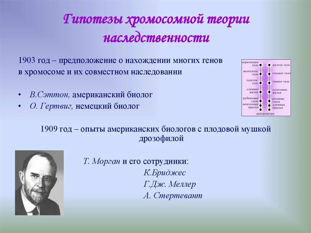 Хромосомная теория наследственности. Хромосомная теория наследственности год. Теория наследственности Моргана. Теории наследования признаков. Теория сцепленного наследования