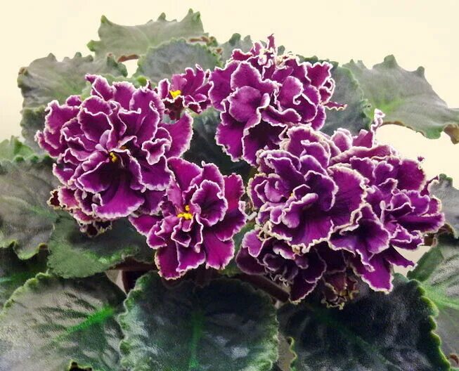 Robs Hopscotch Semi Miniature African Violet Flower African violets, African vio