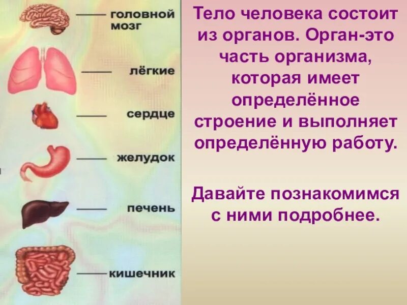 Организм человека состоит из. Тело человека состоит из. Из чего состоит тело человека. Организм человека состоит из органов.