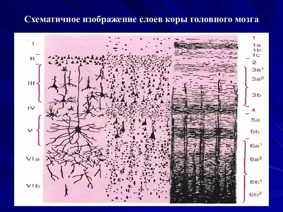 Ирритация коры головного мозга. Клетки коры головного мозга гистология. Строение нейронов коры головного мозга. Морфофункциональные слои в коре головного мозга. Слои коры головного мозга гистология.