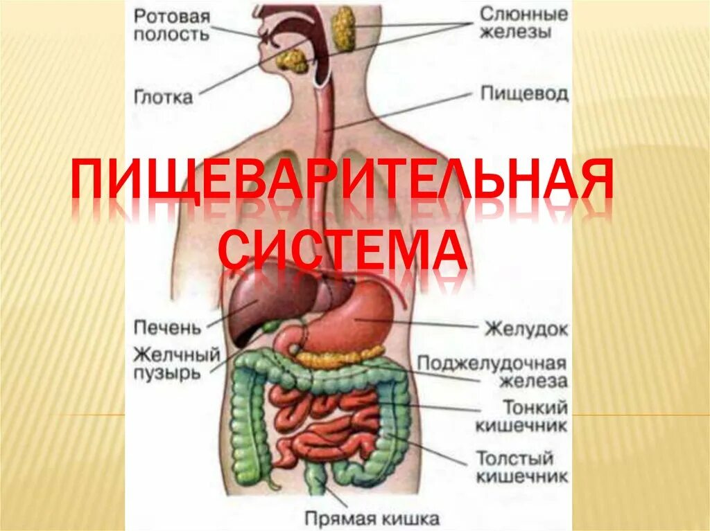 Пищевод желудок желчный пузырь. Система пищеварения. Строение системы пищеварения. Железы пищеварительной системы человека. Пищеварительная система презентация.