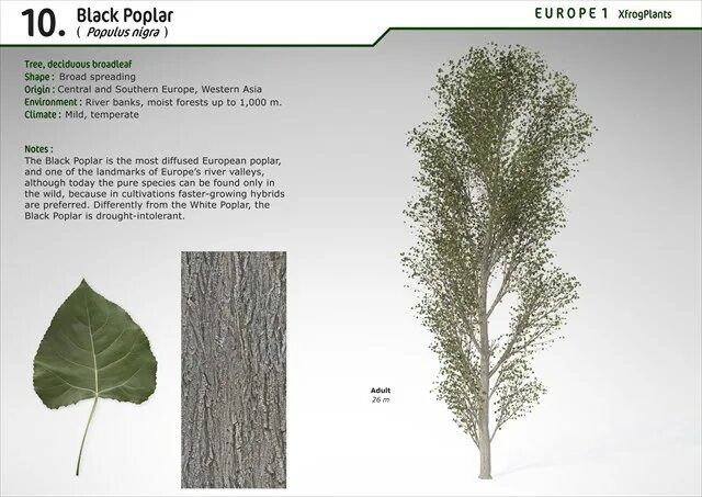 My little poplar. Black Poplar. Black Poplar листья. Poplar перевод. Тополь волосистоплодный "Аляска", Populus trichocarpa "Alaska".