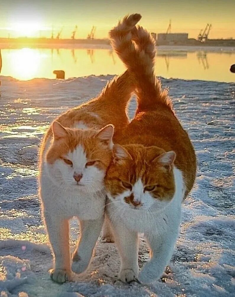 Два брата кота. Два кота на море. коты на закате. две кошки на закате. кот любуется закатом.