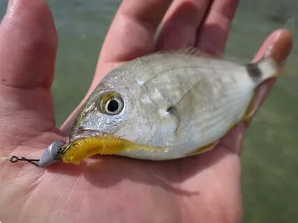 Приманки черного моря