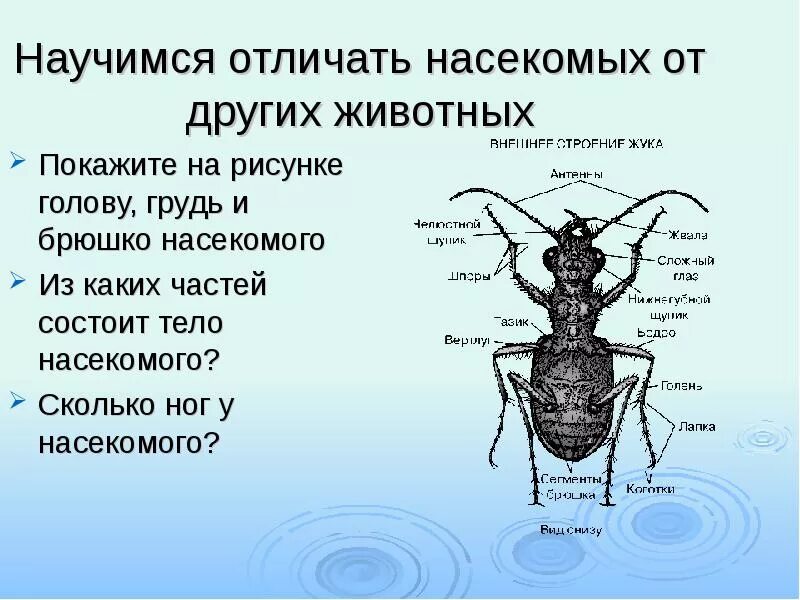 Он отличается большой и состоит из отделов. Внешнее строение насекомых. Тело насекомых состоит из. Отличие насекомых от других животных. Насекомые голова грудь брюшко.