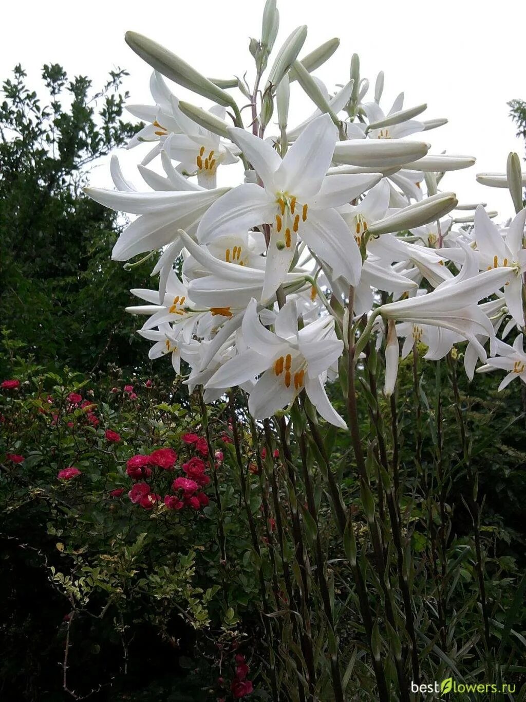 Лилия Кандидум (Lilium candidum). Лилия белоснежная Кандидум. Лилия белоснежная-Lilium. Кандидум гибриды. Сильно пахнущие лилии