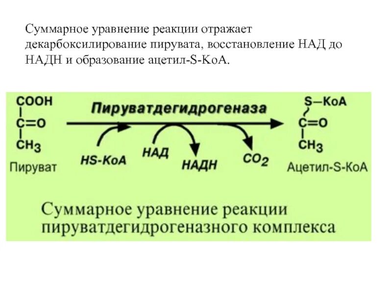 Окислительное декарбоксилирование пирувата АТФ. Схема окислительного декарбоксилирования пировиноградной кислоты. Окислительное декарбоксилирование ПВК реакции. Декарбоксилирование пировиноградной кислоты реакция.