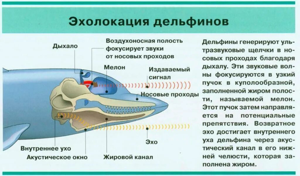 Эхолокация дельфинов. Эхолокатор у дельфинов. Ультразвук дельфинов. Схема эхолокации дельфина. Входными воротами для эхолокационного слуха дельфина служит