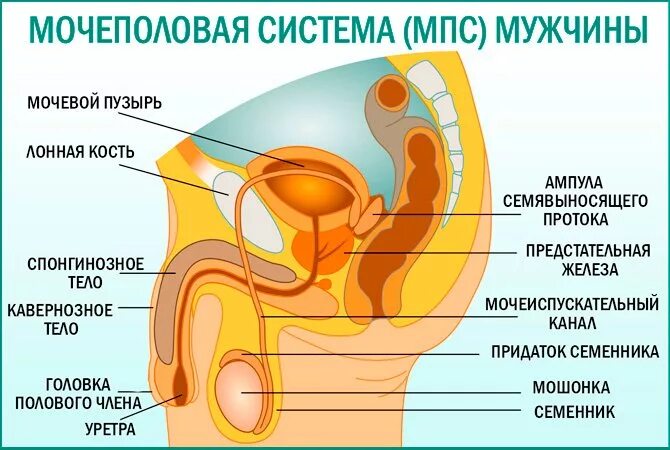 Мочевые органы мужчины. Строение мочеполовой системы мужчины. Схема мочеполовой системы у мужчин. Строение мочеполовой системы у мужчин анатомия. Мочеиспускательная система у мужчин строение.