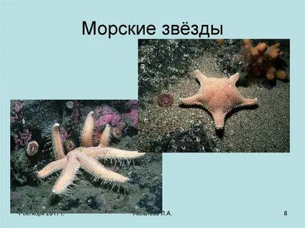 Иглокожие населяют пресные водоемы