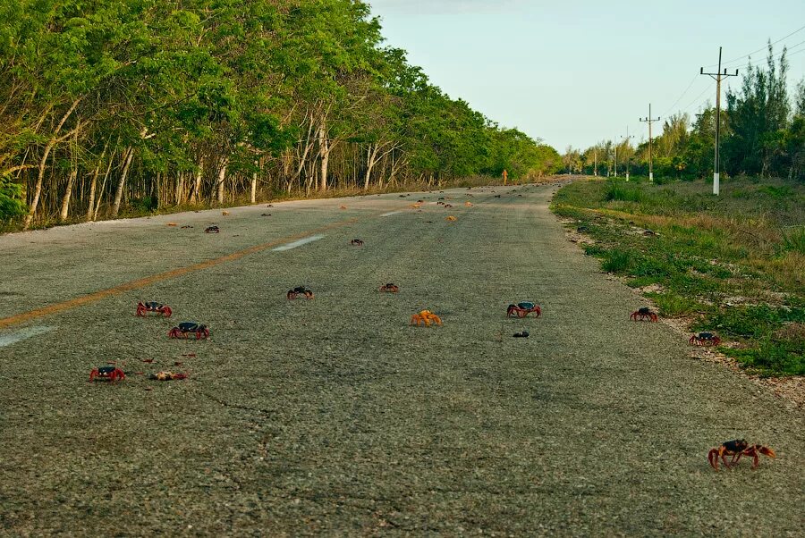 Дороги и тропы песков. Дорога для джипов в фуджейре. Песчаная тропа. Дорога для джипов в фуджейре. Дороги в омане.