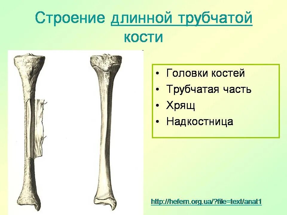 Удлиненная кость. Трубчатая кость надкостница. Трубчатая кость головка кости. Длинная трубчатая кость строение. Строение длинной трубчатой кости.