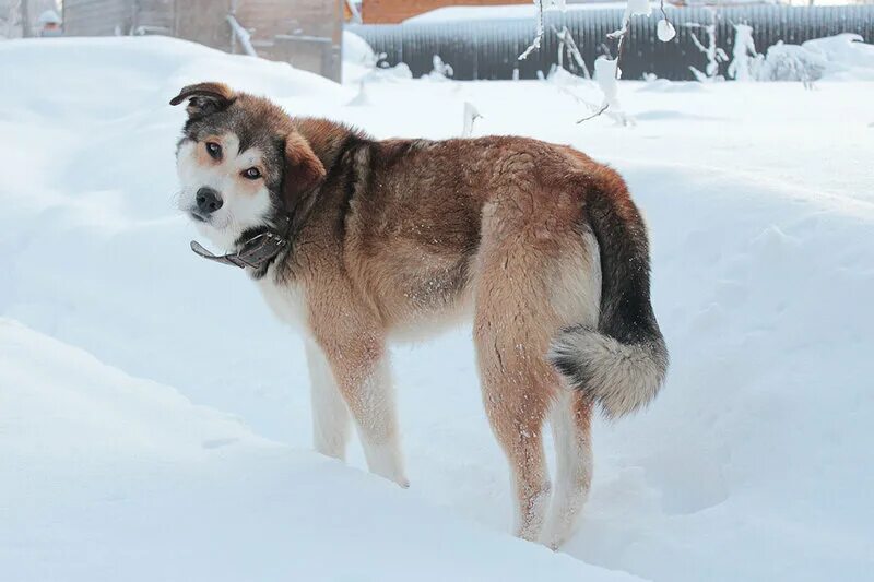 щенки алабая и хаски. алабай и хаски помесь. собака аляскинский маламут. метис хаски алабай. метис хаски алабай.