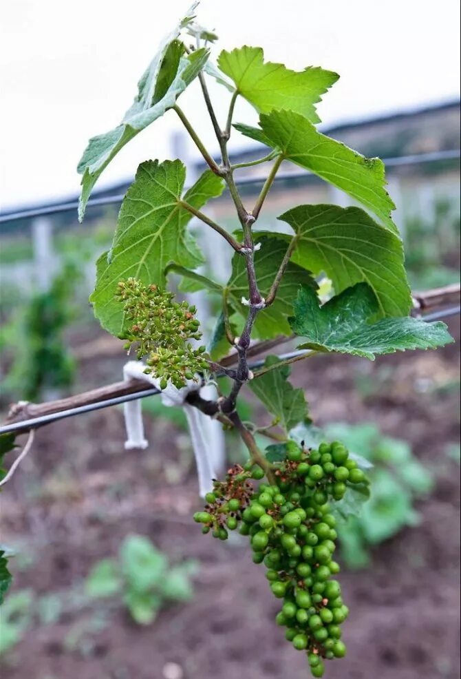 Виноград начал. Виноградная лоза цветет. виноградная лоза цветение. виноград цветет. цветет ли виноград.