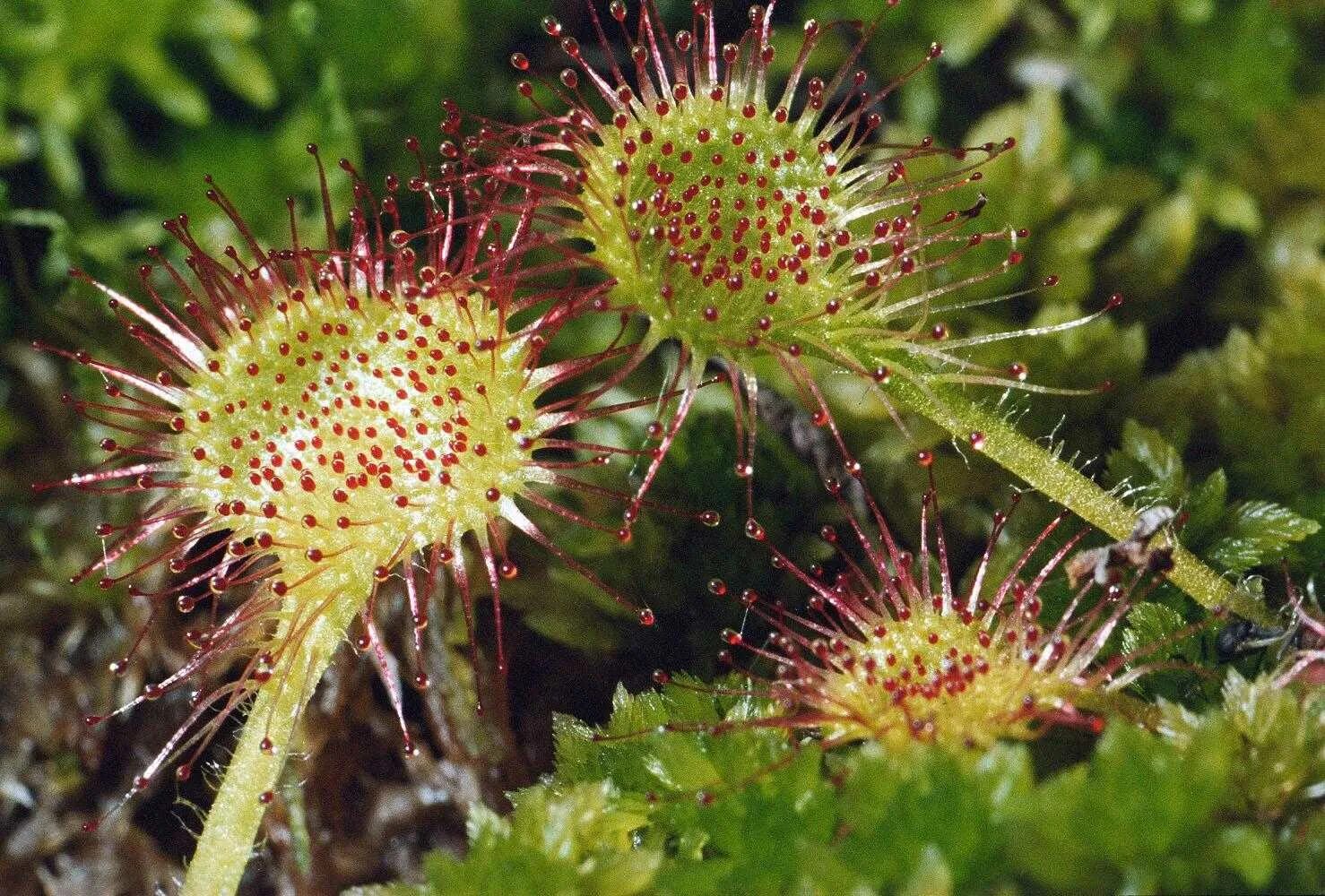 2) росянка круглолистная. Росянка растение хищник. Росянка болотная. Росянка и дионея. Росянка (drosera).