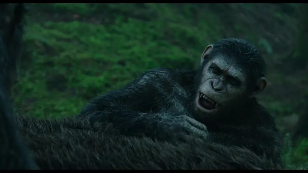 Планета обезьян 2014 качество. Планета обезьян революция Коба. Кобо Планета обезьян. Планета обезьян Коба шимпанзе.