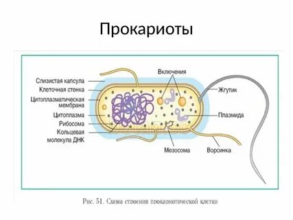 Какое питание у прокариот