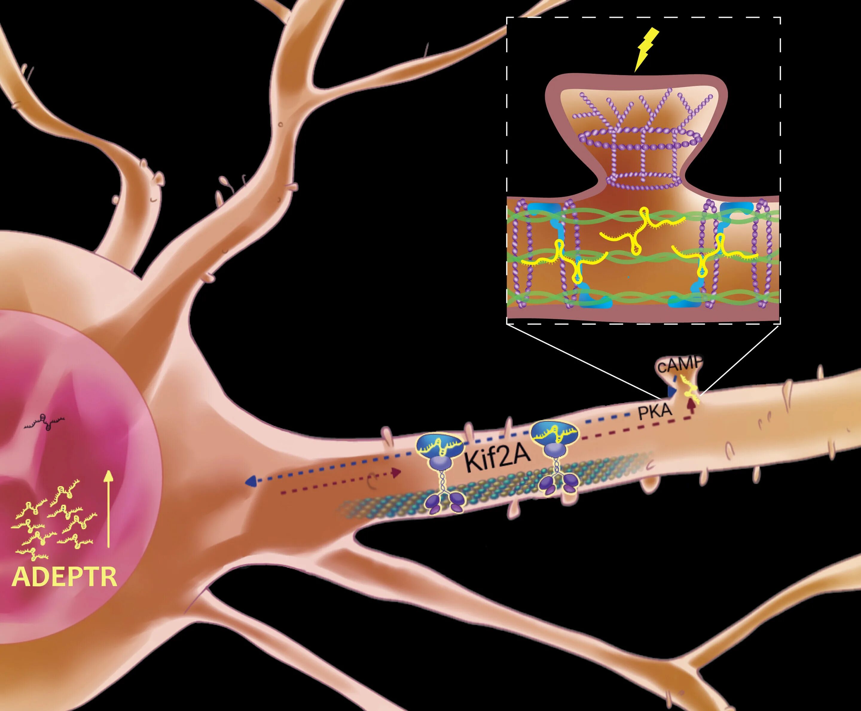 Neural search. Neural plasticity. neuroplasticity muresanu d. et al., 2012. plasticity. scott neurochemistry.
