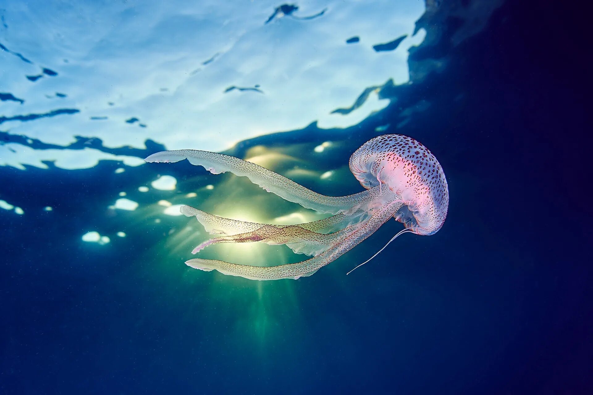 Морской мир медузы. Арктическая медуза цианея. Jellyfish s life. Сцифоидные кишечнополостные. Jellyfish прическа.