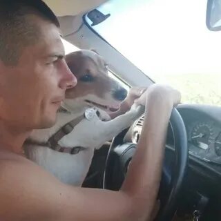 Коля животное