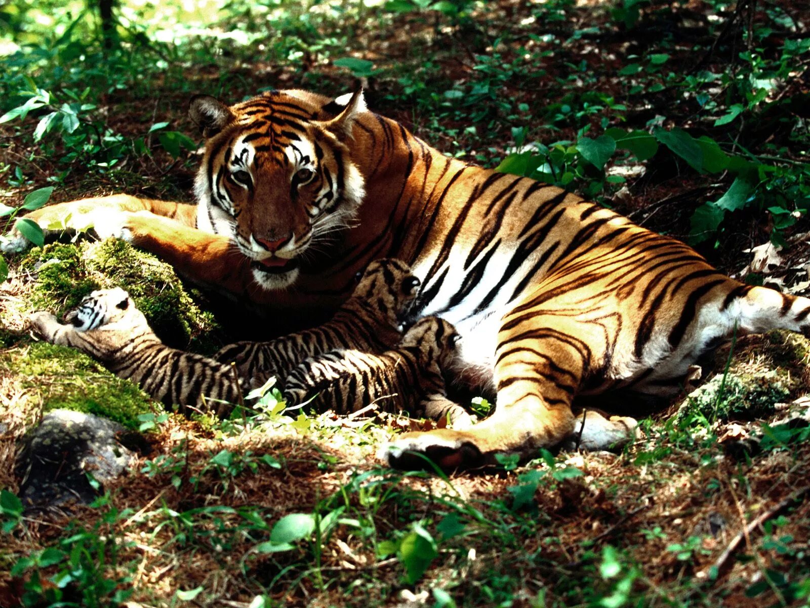 Тайгер тигр. Фото тигров. Красивый тигр. Тигрица. Тигровый картинка