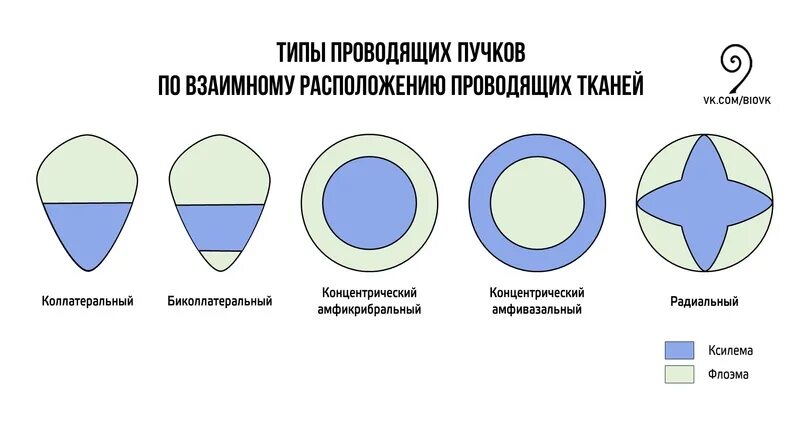 Проводящие пучки состоят из