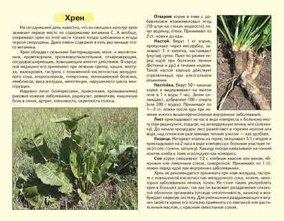 Хрен в народной медицине