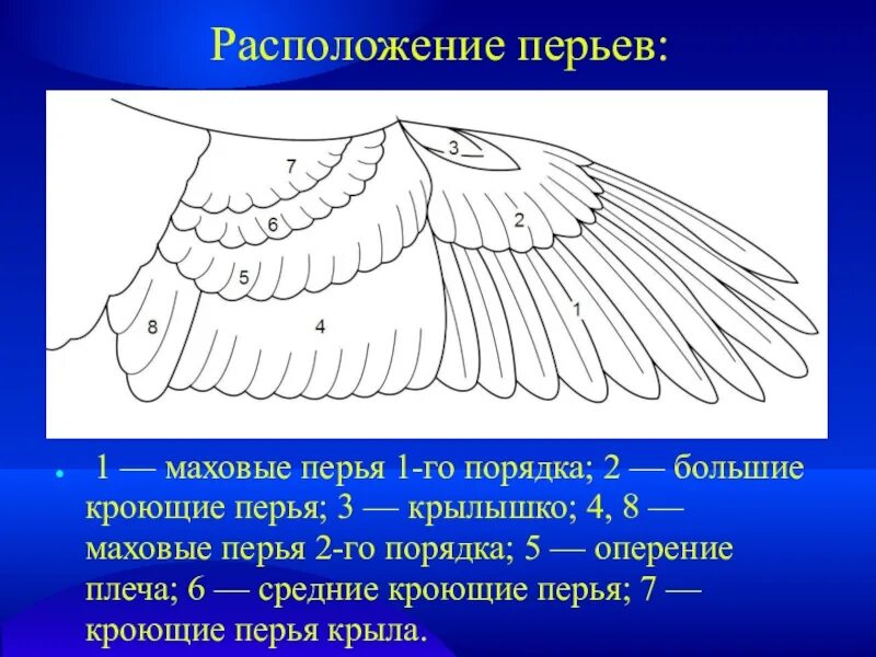 Первостепенные маховые перья прикрепляются к. Маховое перо строение. Маховые перья второго порядка. Маховые перья расположены на. Расположение перьев у птиц