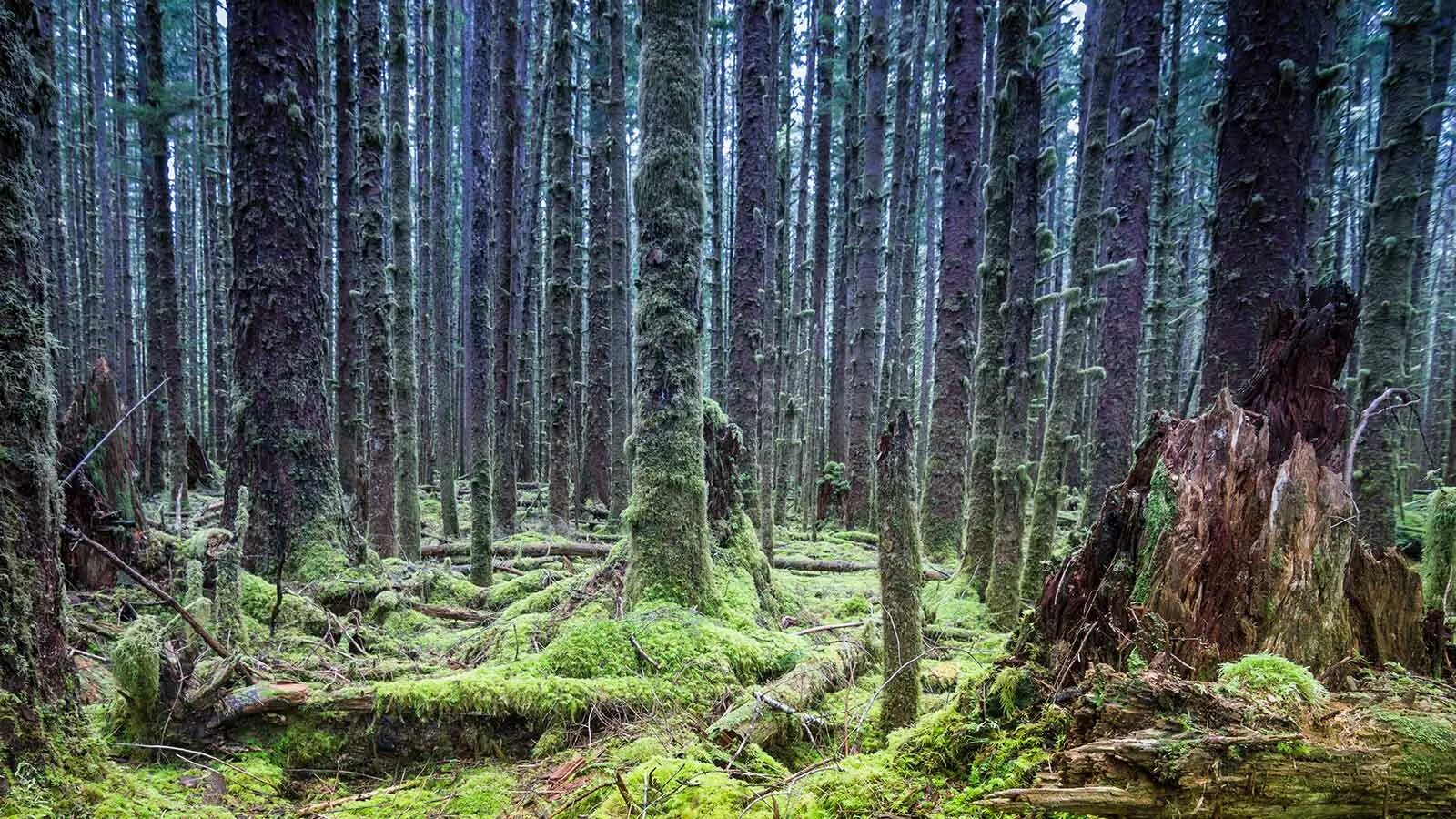 Дремучий хвойный лес Тайга. Форкс в Olympic National Park. Тайга хвойный Бор НЕПРОХОДИМАЯ. Труднопроходимый хвойный лес. Чаща названо так