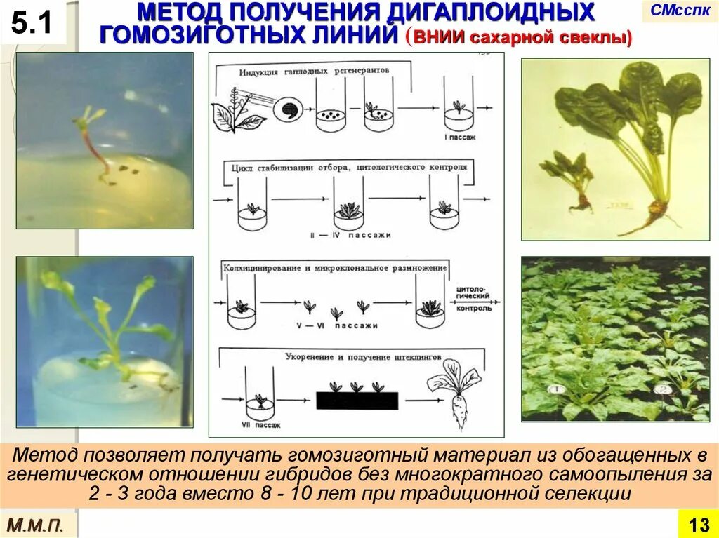 Получение чистых линий. Методы получения гомозиготных линий. селекционер сахарной свеклы. генная инженерия сахарной свеклы. свекла микроклональное размножение.