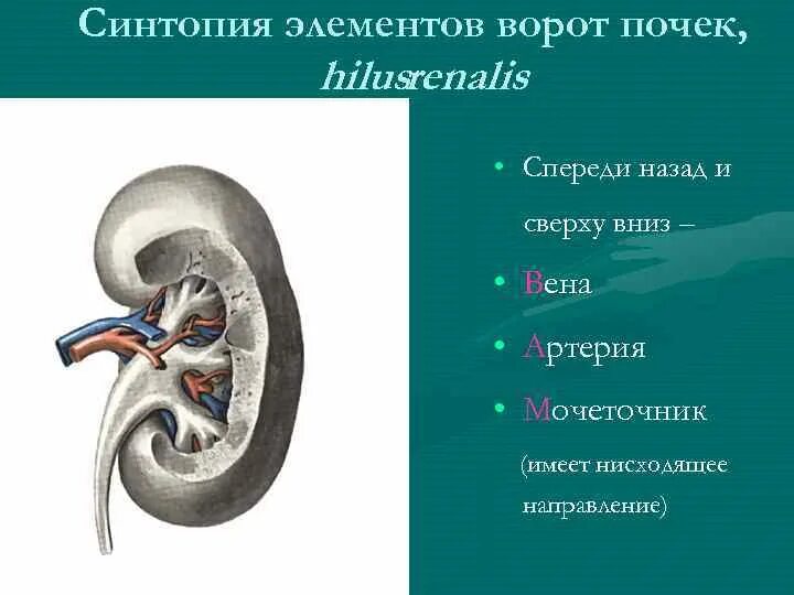 Проток почечная. Анатомия мочевыделительной системы строение почки. Цистоидное строение мочеточников. Проток почечная. Строение почки человека рисунок.