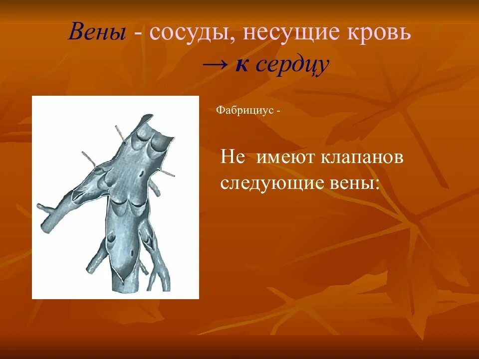 Сосуд несущий. Какие вены не имеют клапанов. вены это сосуды несущие кровь.